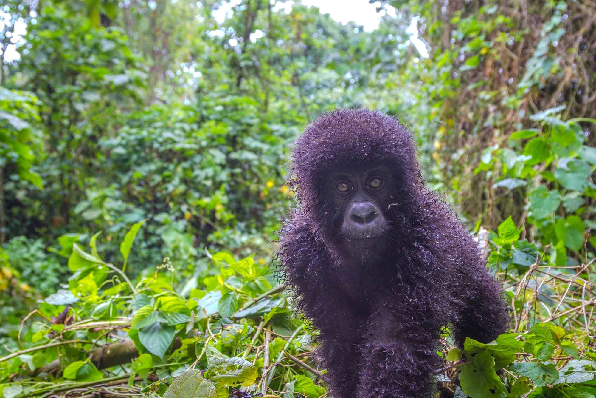 Baby gorilla making eye contact Rwanda